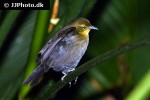 tiaris canorus cuban grassquit tiaris canorus cuban grassquit