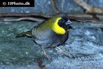 tiaris canorus cuban grassquit tiaris canorus cuban grassquit
