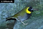 tiaris canorus cuban grassquit tiaris canorus cuban grassquit