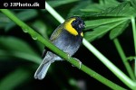 tiaris canorus cuban grassquit tiaris canorus cuban grassquit