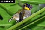tiaris canorus cuban grassquit tiaris canorus cuban grassquit