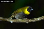tiaris canorus cuban grassquit tiaris canorus cuban grassquit