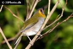 tiaris canorus cuban grassquit tiaris canorus cuban grassquit