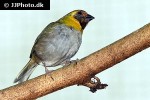 tiaris canorus cuban grassquit tiaris canorus cuban grassquit
