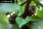 turdus merula common blackbird turdus merula common blackbird