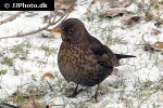 turdus merula common blackbird turdus merula common blackbird