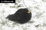 turdus merula common blackbird turdus merula common blackbird