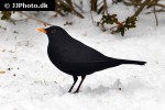 turdus merula common blackbird turdus merula common blackbird