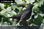 turdus merula common blackbird turdus merula common blackbird