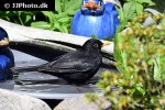 turdus merula common blackbird turdus merula common blackbird