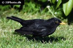 turdus merula common blackbird turdus merula common blackbird