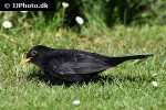 turdus merula common blackbird turdus merula common blackbird