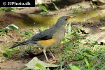 turdus pelios african thrush turdus pelios african thrush
