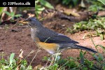 turdus pelios african thrush turdus pelios african thrush