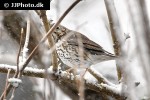 turdus philomelos song thrush turdus philomelos song thrush