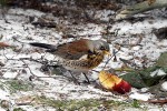 turdus pilaris fieldfare turdus pilaris fieldfare