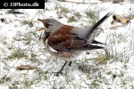 turdus pilaris fieldfare turdus pilaris fieldfare