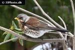 turdus pilaris fieldfare turdus pilaris fieldfare
