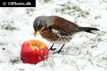 turdus pilaris fieldfare turdus pilaris fieldfare