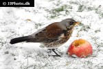 turdus pilaris fieldfare turdus pilaris fieldfare