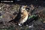 turdus pilaris fieldfare turdus pilaris fieldfare