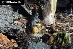 turdus pilaris fieldfare turdus pilaris fieldfare