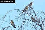turdus pilaris fieldfare turdus pilaris fieldfare