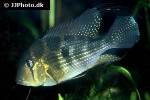 acarichthys heckelii acarichthys heckelii