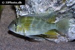 acarichthys heckelii acarichthys heckelii