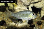 acarichthys heckelii acarichthys heckelii