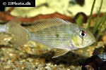 acarichthys heckelii acarichthys heckelii