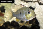 acarichthys heckelii acarichthys heckelii
