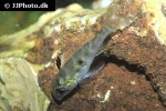 acarichthys heckelii acarichthys heckelii