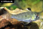 acarichthys heckelii acarichthys heckelii