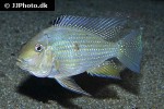 acarichthys heckelii acarichthys heckelii
