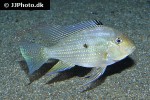 acarichthys heckelii acarichthys heckelii