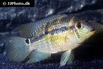 aequidens cf pallidus aequidens cf pallidus