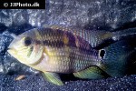 aequidens cf pallidus aequidens cf pallidus