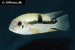 aequidens diadema aequidens diadema
