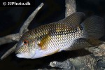 aequidens diadema aequidens diadema
