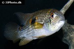 aequidens diadema aequidens diadema