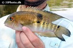 aequidens mauesanus aequidens mauesanus