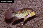 aequidens metae aequidens metae
