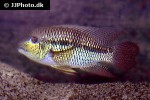 aequidens metae aequidens metae