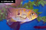 aequidens metae aequidens metae