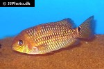 aequidens metae aequidens metae