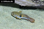 aequidens metae aequidens metae