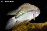 aequidens pallidus aequidens pallidus