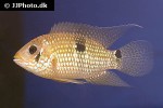 aequidens patricki aequidens patricki