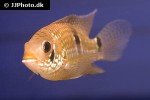 aequidens patricki aequidens patricki